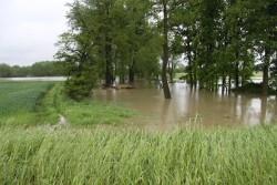 Poziom wód w Odrze maj 2014 - zdjecie 2