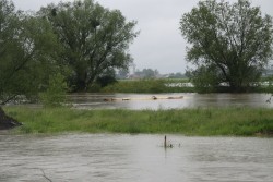 Poziom wód w Odrze maj 2014 - zdjecie 15