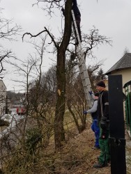 Wycinka drzew 2018r. - zdjecie 36
