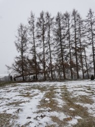 Wycinka drzew 2018r. - zdjecie 80