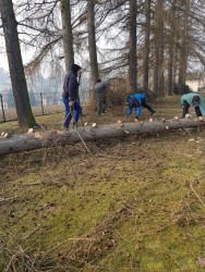 Wycinka drzew 2018r. - porządki - zdjecie 6