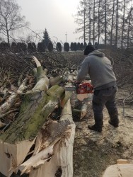 Wycinka drzew 2018r. - porządki - zdjecie 12