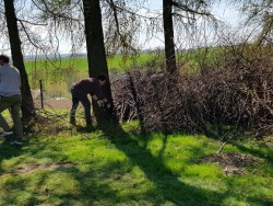 Wycinka drzew 2018r. - porządki - gałęzie - zdjecie 6