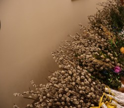 IMG_6676.jpg